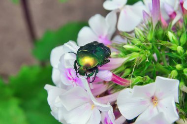 Chafer beyaz çiçek yakın Tarih