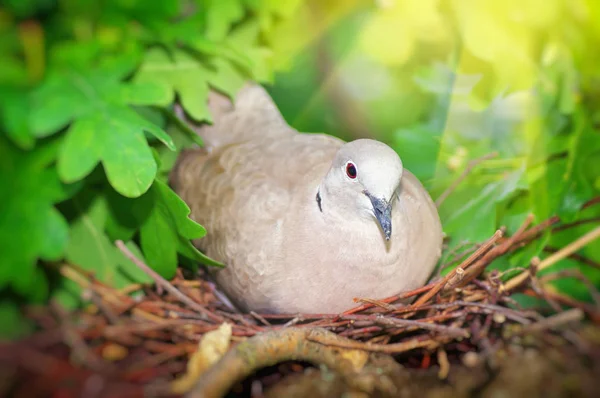 Pigeon bird. Nest of a bird in the nature.