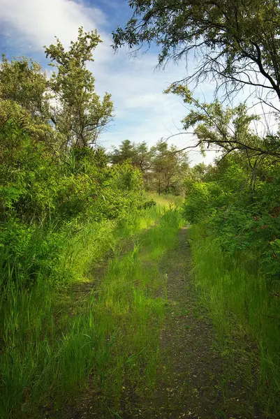 ormanın güzel ülkede yol. Doğa kompozisyon.