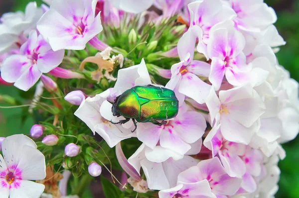 Chafer beyaz çiçek yakın Tarih