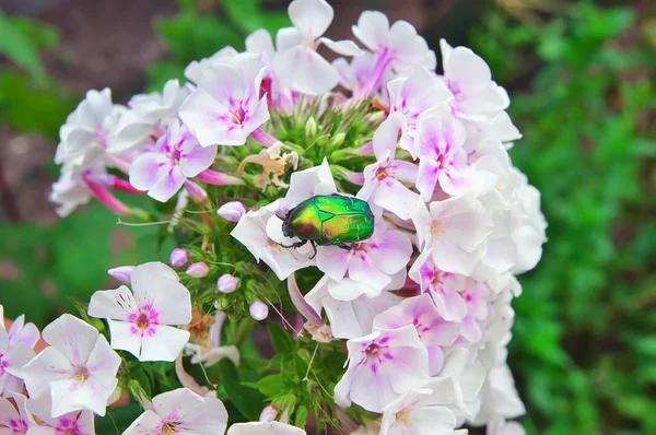 Chafer op een witte bloem close-up — Stockfoto