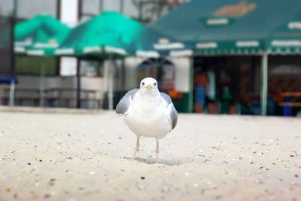 Sahil martı — Stok fotoğraf