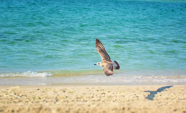 Seagull vliegen op strand. Vliegen zeemeeuw — Stockfoto