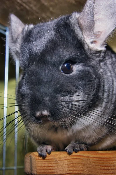 Chinchilla in a cage. Chinchilla portrait Stock Photo