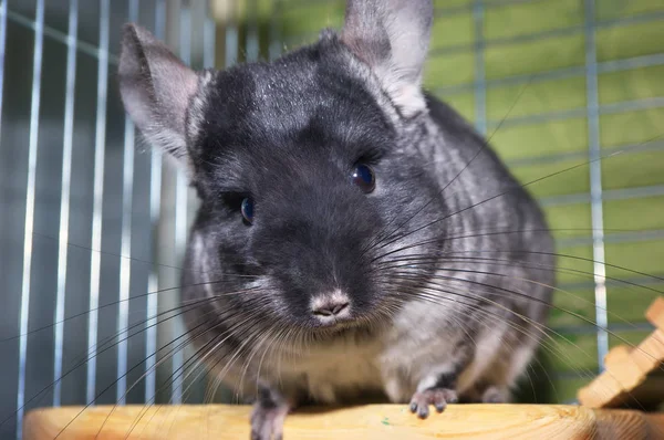 Chinchilla in a cage. Chinchilla portrait Royalty Free Stock Images