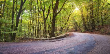 Sonbahar ormanında asfalt yol.
