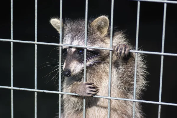 Mapache en una jaula. mapache en el zoológico. la dura vida de los animales en cautiverio —  Fotos de Stock