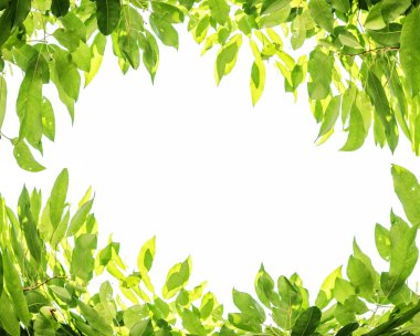 Yeşil yaprakları arka plan beyaz arka plan üzerinde beyaz kopya alanı ile