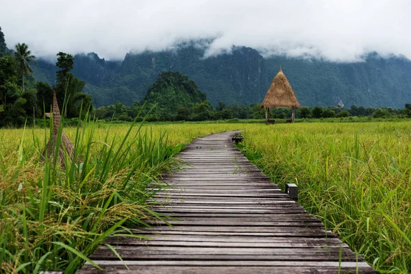 Chemin en bois dans la rizière verte à la campagne au Laos — Photo
