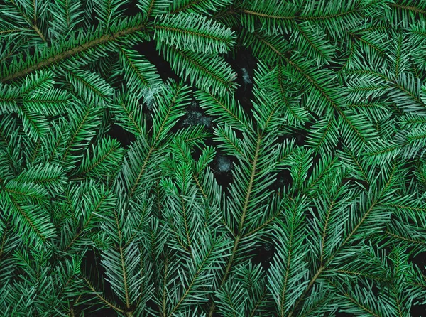 Green pine leaves background