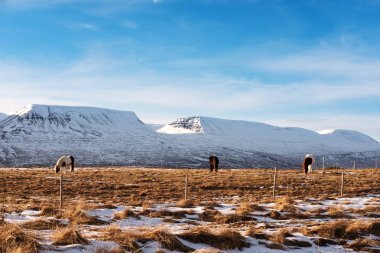 Kırsal manzara, kış atları ile tarım arazisi ve sabah dağda kar