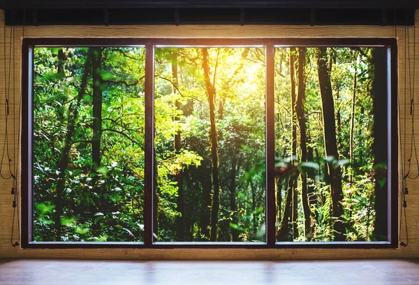 Pencereden Bakarak Sunrise Tropikal Ormanlar Görüntülemek — Stok fotoğraf