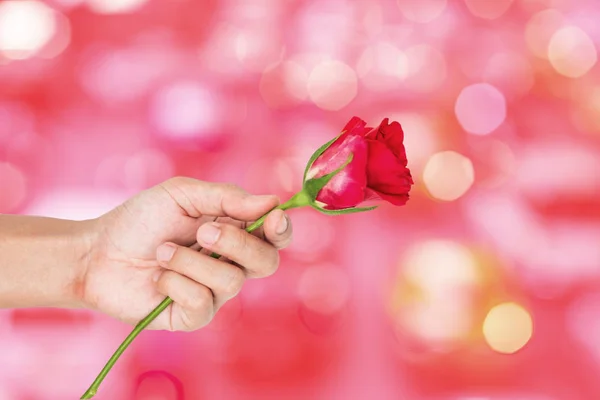 Hand Holding Rose Flower Pink Bokeh Light Background Valentines Present — Stock Photo, Image