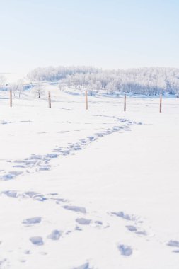 Kış manzara, beyaz kar alan kar ve beyaz ormanda kış, dikey kompozisyon ve ayak izleri ile