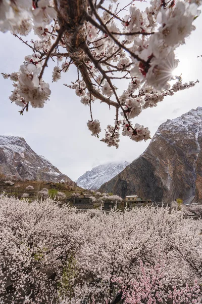 Spring season landscape flower blossom at countryside village in Pakistan