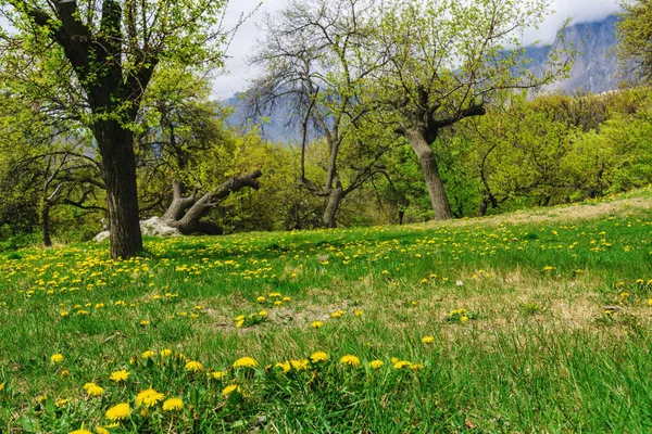 春天风景 蒲公英和草甸的领域在森林里 — 图库照片