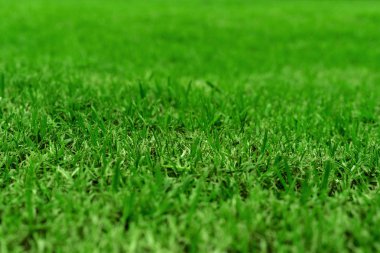 Yeşil çim doku arka plan, renkli tazelik çimen