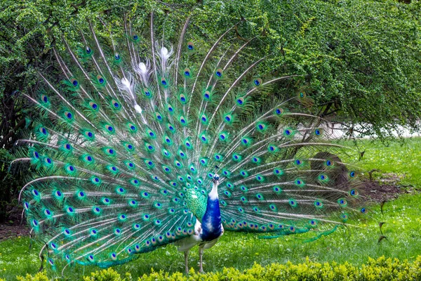 Peacock Green Tail — Stock Photo, Image