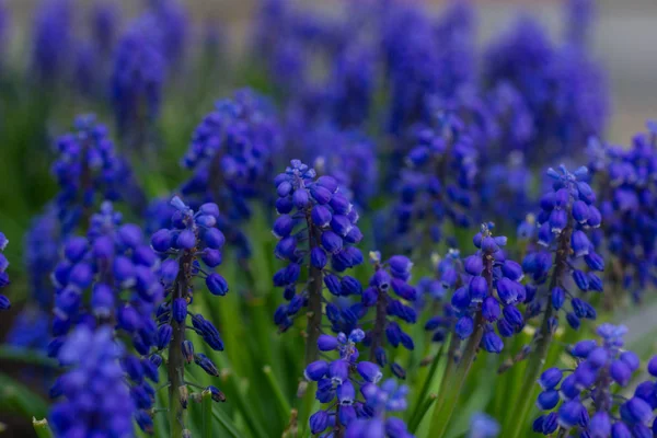 Tarlada parlak mavi çiçekler.