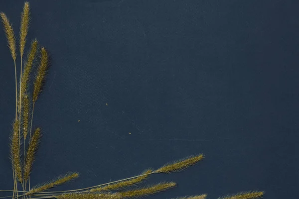 Kurumuş çiçek gevrekleri koyu bir arka planda ve metin için yeri var