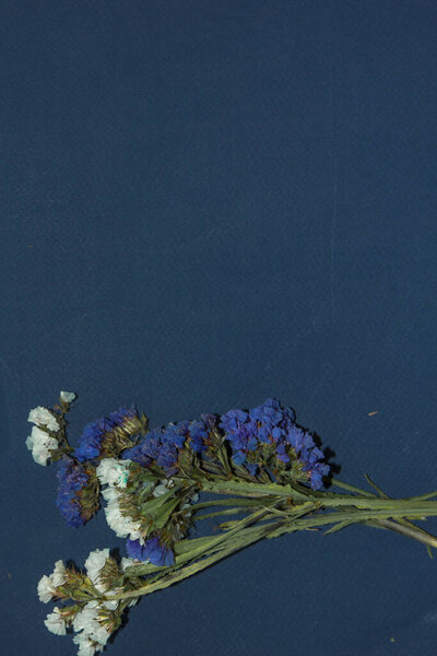 Сушеные цветы зерновые на темном фоне с местом для текста
