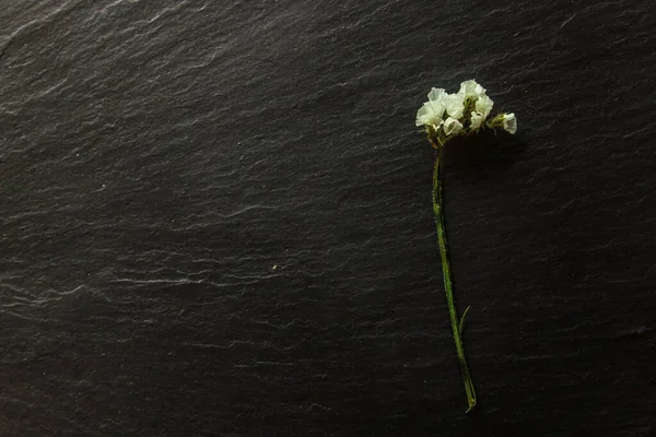 Gedroogde Bloemen Granen Een Donkere Achtergrond Met Plaats Voor Tekst — Stockfoto