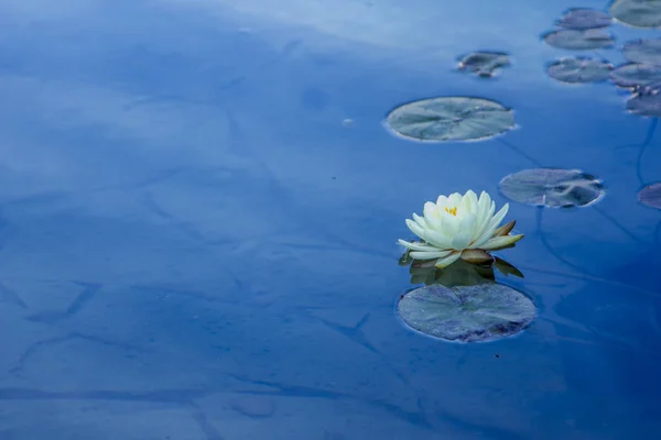 Gölde beyaz nilüfer