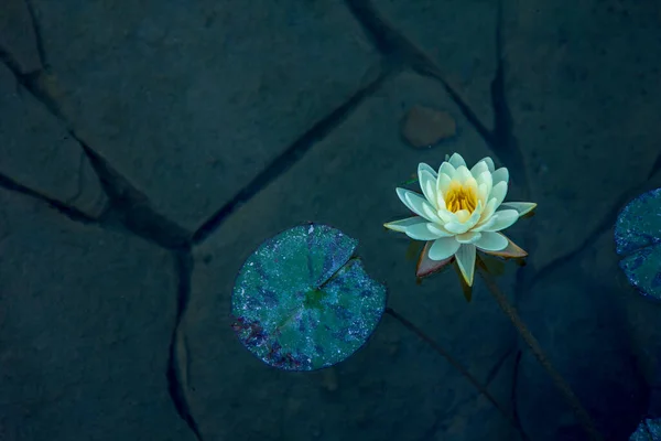 Gölde beyaz nilüfer