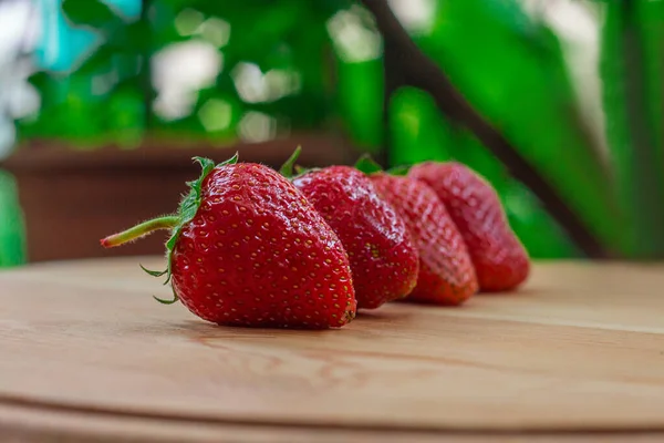 Ahşap arka planda kırmızı olgun eşek arısı