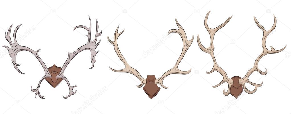 Set of different deer antlers.