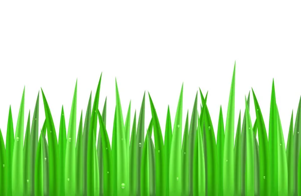 Sömlös Gränsen Med Grönt Gräs Vit Bakgrund Med Droppar Dagg — Stock vektor