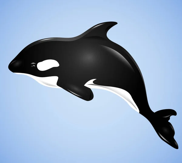 Ilustracja Grampus Niebieskim Tle Wektor Wieloryb Zabójca Dla Projektu — Wektor stockowy