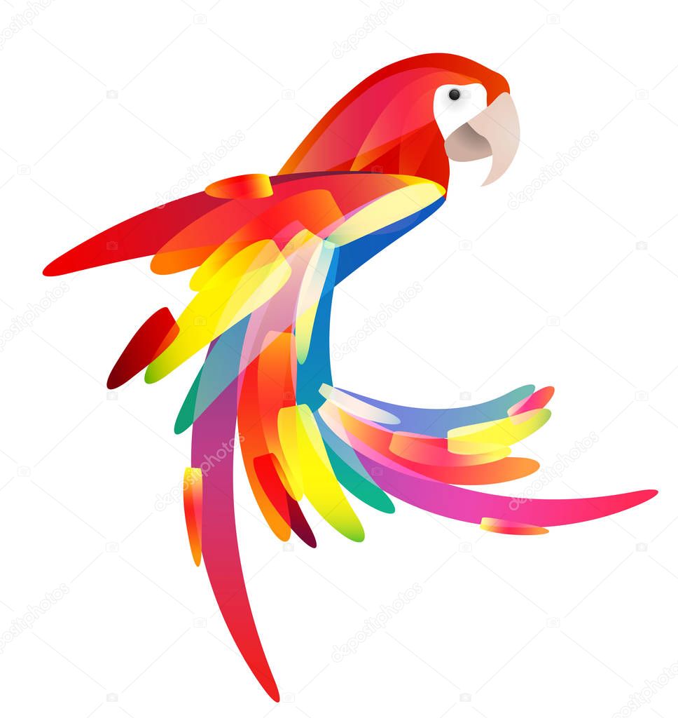 Colorful parrot isolated on white background