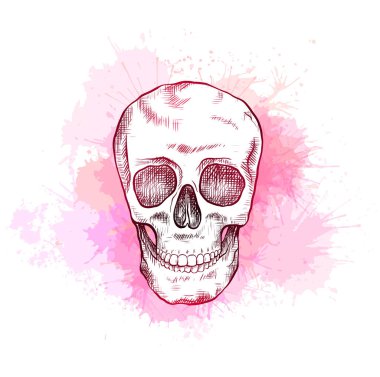 Pembe suluboya sıçramaları üzerinde yumurtadan insan kafatası çizim. Ön görüş. Kontur sanatı. Renkli gravür resimleri