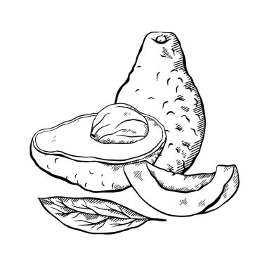 Yumurtadan çıkan avokadoların çizimi. Avokado 'nun çeşitli elementleri.