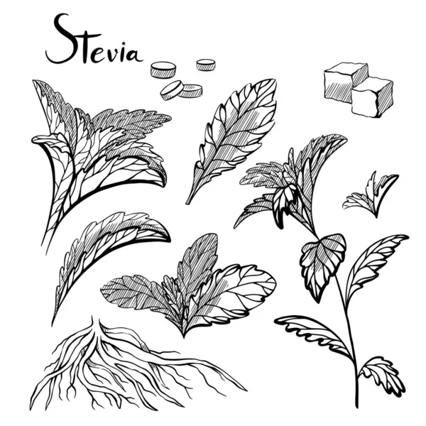 Handritade stevia-plantor med kläckning. Naturliga friska s — Stock vektor