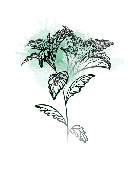 Plantas de stevia dibujadas a mano con eclosión y spla de acuarela verde — Vector de stock