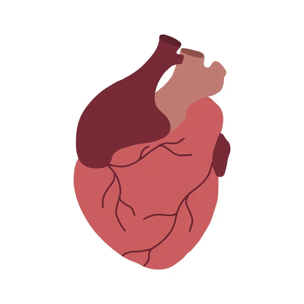 Ilustración plana de corazón realista con aorta y venas. Médico — Vector de stock