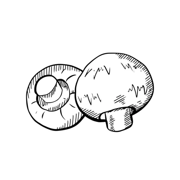Sketch Hand Drawn Illustration Champignon Mushrooms Hatching Healthy Natural Food — Stock Vector