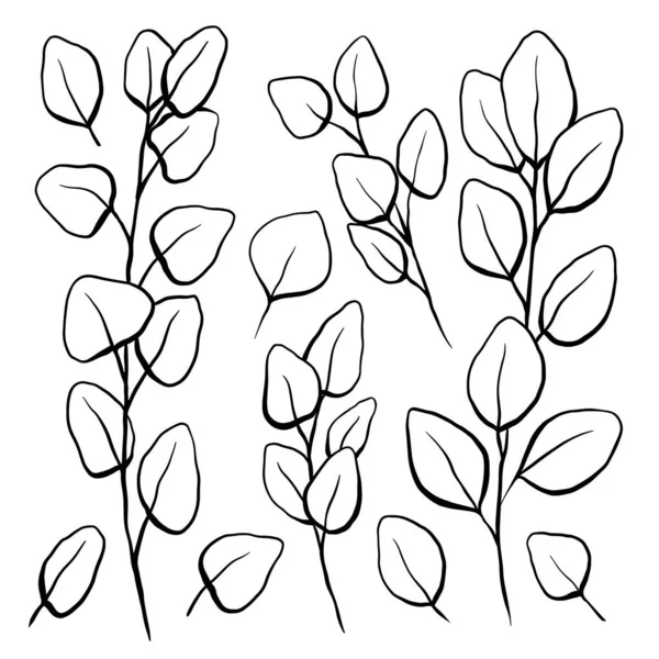 Ilustração Linha Botânica Eucalipto Populus Conjunto Ramos Eucalipto Contorno Com — Vetor de Stock