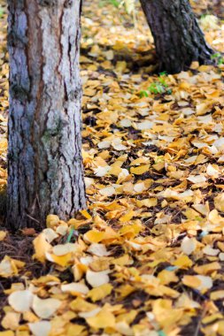 Sonbahar sezonu, ağaçlar ve sarı yapraklar