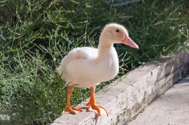 Arethusa Syracuse Ortygia Adası üzerinde Çeşmesi kuşları