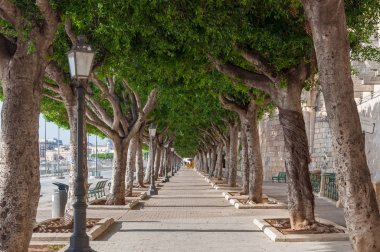 Sokak sokak Foro Vittorio Emanuele II Syracuse Ortygia Adası üzerinde boyunca ağaçlar