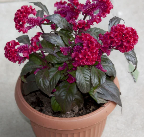 Celosia kırmızı saksı çiçeği