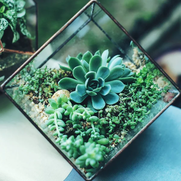 Мини-сочный сад в стеклянном террариуме летом — стоковое фото