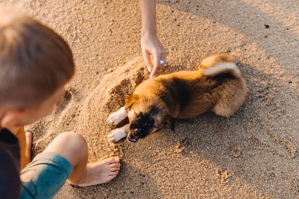 日落时妈妈和儿子在海滨抚摸一只小狗 — 图库照片