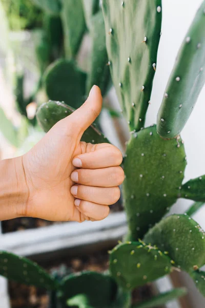 Thumb up green lifestyle. Eco style manicure on the background of a cactus.