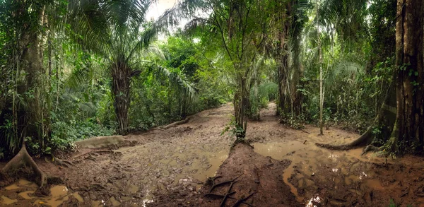 Göl Sandoval Puerto Maldonado ve Madre de Dios Nehri, Amazon Peru yakınındaki bir çamurlu yol