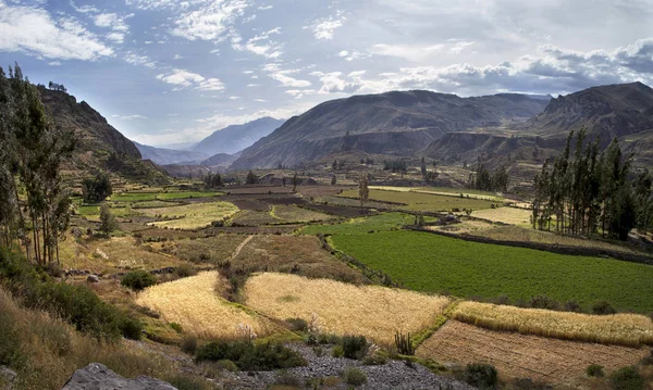 Vista Campos Terraços Canhão Colca Sul Peru Partida Arequipa — Fotografia de Stock