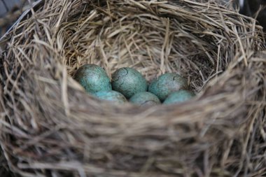 bir leke mavi büyük yumurta ile iç içe